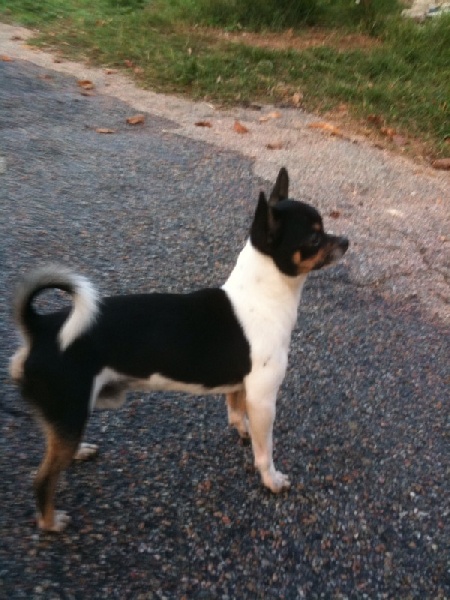 E' rocky (Sans Affixe)